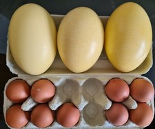 1 Rhea Egg blown not