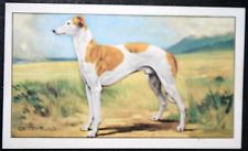 COURSING GREYHOUND   Vintage 1936 Illustrated Card  EE02M