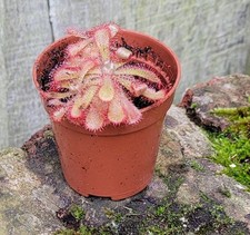 Drosera aliciae Alice's Sundew