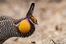 12 Fertile Greater Prairie