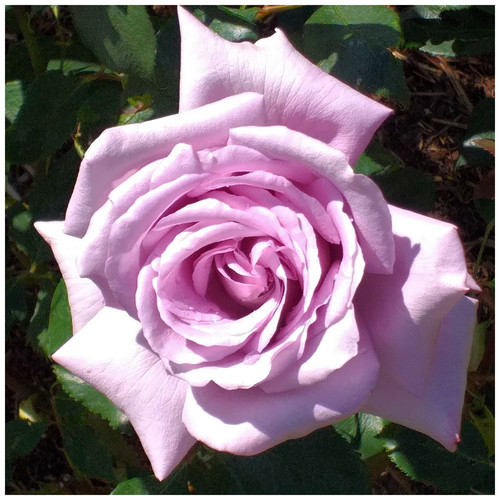 Rosa twice blue moon - 'twice, moon'