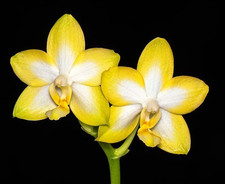 Phalaenopsis Yuan Shan Sweet