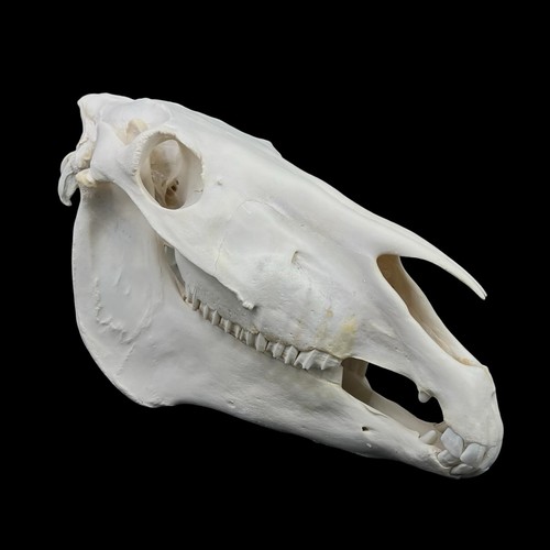 Real horse skull white - real,