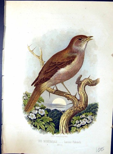 Old nightingale luscinia - nightingale,