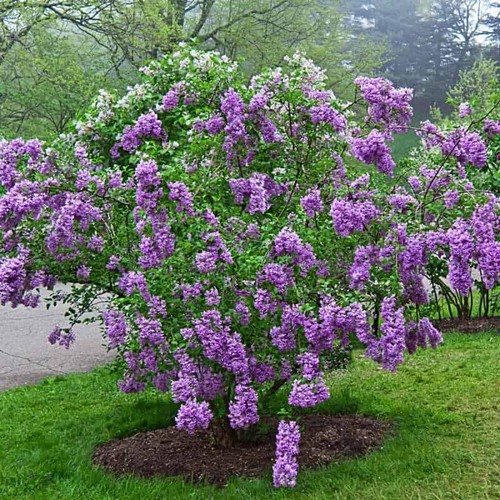 Lilac sunday seeds - lilac,