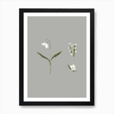 Snowdrops Art Print Framed Wall Art Poster Canvas Print Picture