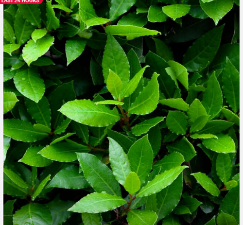 Bay tree small - evergreen,