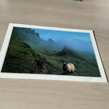Large Vintage Sheep Postcard