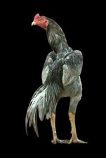 Brasilian Aseel Asil Fresh