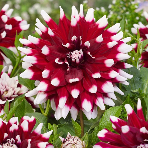 Duet decorative dahlia 3 or - decorative, 1,