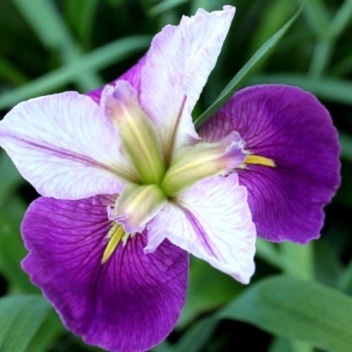 Iris lousiana colorific - lousiana,