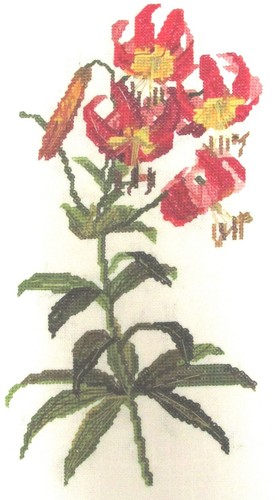 Tiger lily lilium superbum - lily,