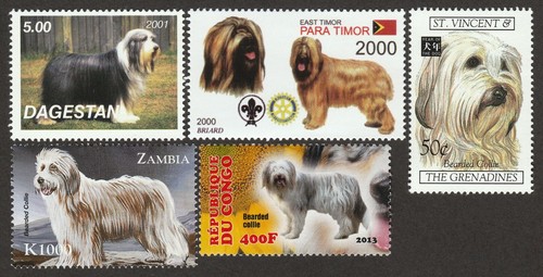Bearded collie int l - bearded, dog