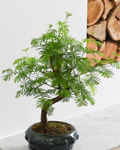 Dawn redwood - redwood, (metasequoia)