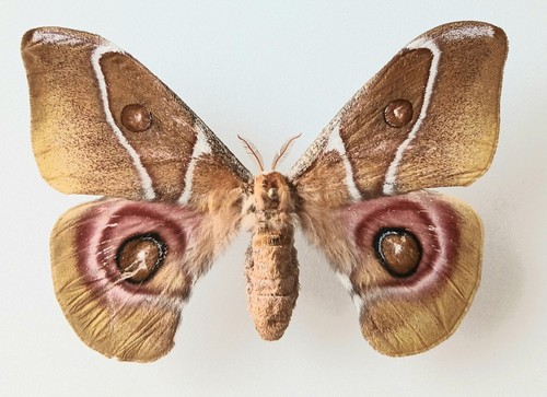 Antherina suraka female small - antherina,