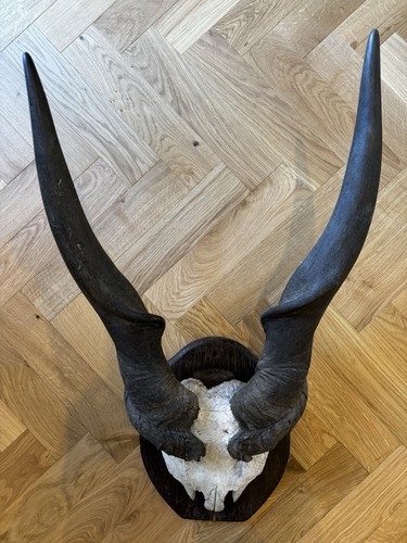 Vintage african antelope - african, horn