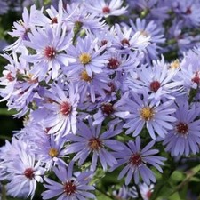Aster cordifolius Little