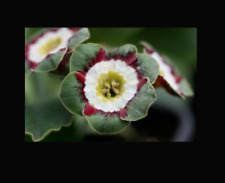 Primula auricula Minley Plant Alpine 1 x 9cm pot perennial  Theatre