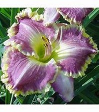Hemerocallis  - Bestseller -