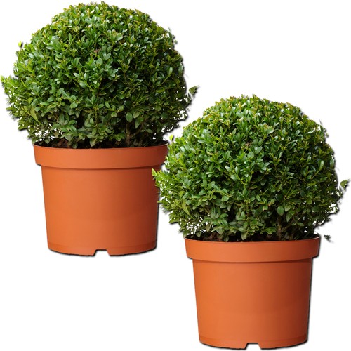 Pair real 30cm evergreen - of,