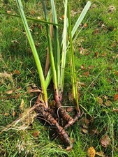 3 Large Yellow Flag Iris