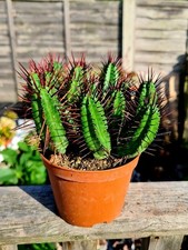 Euphorbia Enopla succulent plant in a 10.5cm pot