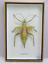 Heteropteyx Dilatata - Real Exotic Insect - 20x30cm - Wooden Display Case