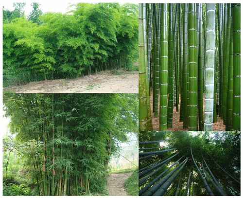 Seeds giant bamboo moso - bamboo,,