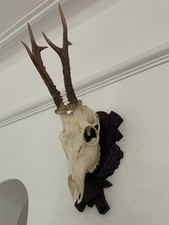 Pointy Antlers on top half of skull Roe Deer A26 Real Taxidermy mounted