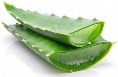 Fresh aloe vera leaves 100 - vera,