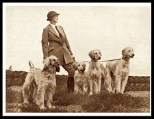 AFGHAN HOUND LADY DOGS DOG