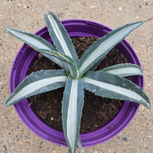 Agave americana mediopicta