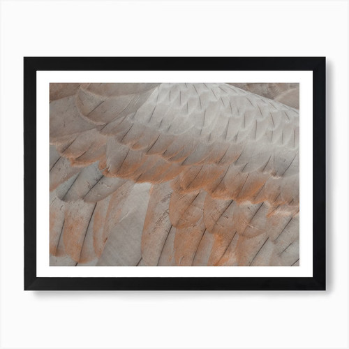 Coopers hawk feathers - hawk,
