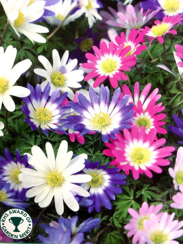 Anemone blanda daisy - anemone,