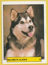 Dogs Spanish Trading card sticker circa 1981 Merchante #6 Alaskan Malamute Husky
