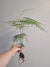 Asparagus fern plant - fern,