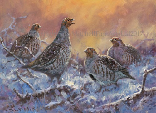 Partridges the snow - partridges,