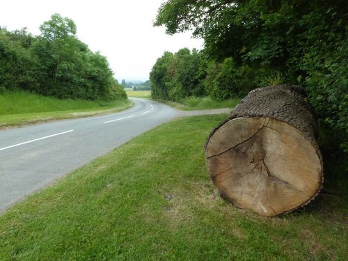 Photo 6x4 trunk felled - photo,