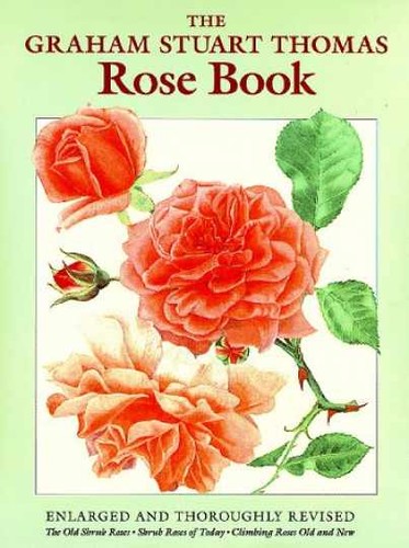 The graham stuart thomas - graham, rose