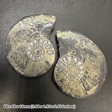 Pyrite Ammonite Cut and