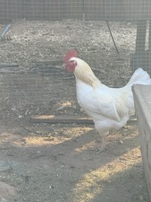 6x From free-ranging hens Rhode Island Red × White Leghorn Hybrid