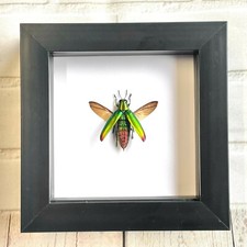 Fulminan's Jewel Beetle