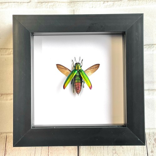 Fulminan jewel beetle - jewel,