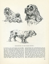 SUSSEX SPANIEL VINTAGE  1963 DOG PRINT SKETCH PAGE ARTIST BRIDGET OLERENSHAW