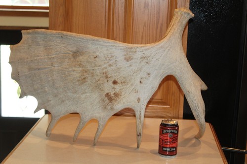 Moose shed antler - antler, whitetail