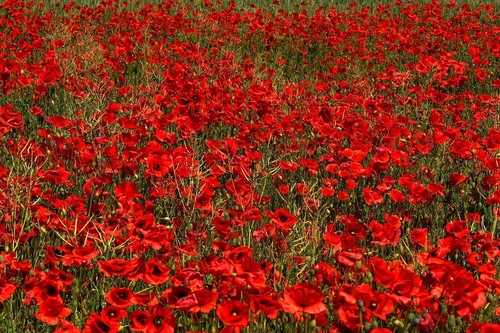 Poppy seeds wild flower common - flower,