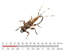 J:SON REALISTIC MAYFLY NYMPH 3