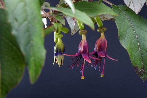 Fuchsia excorticata - fuchsia, 10