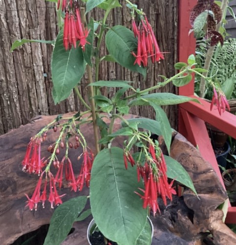 Fuchsia boliviana dominic - fuchsia,