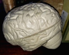 Scientific 4 Piece Human Brain